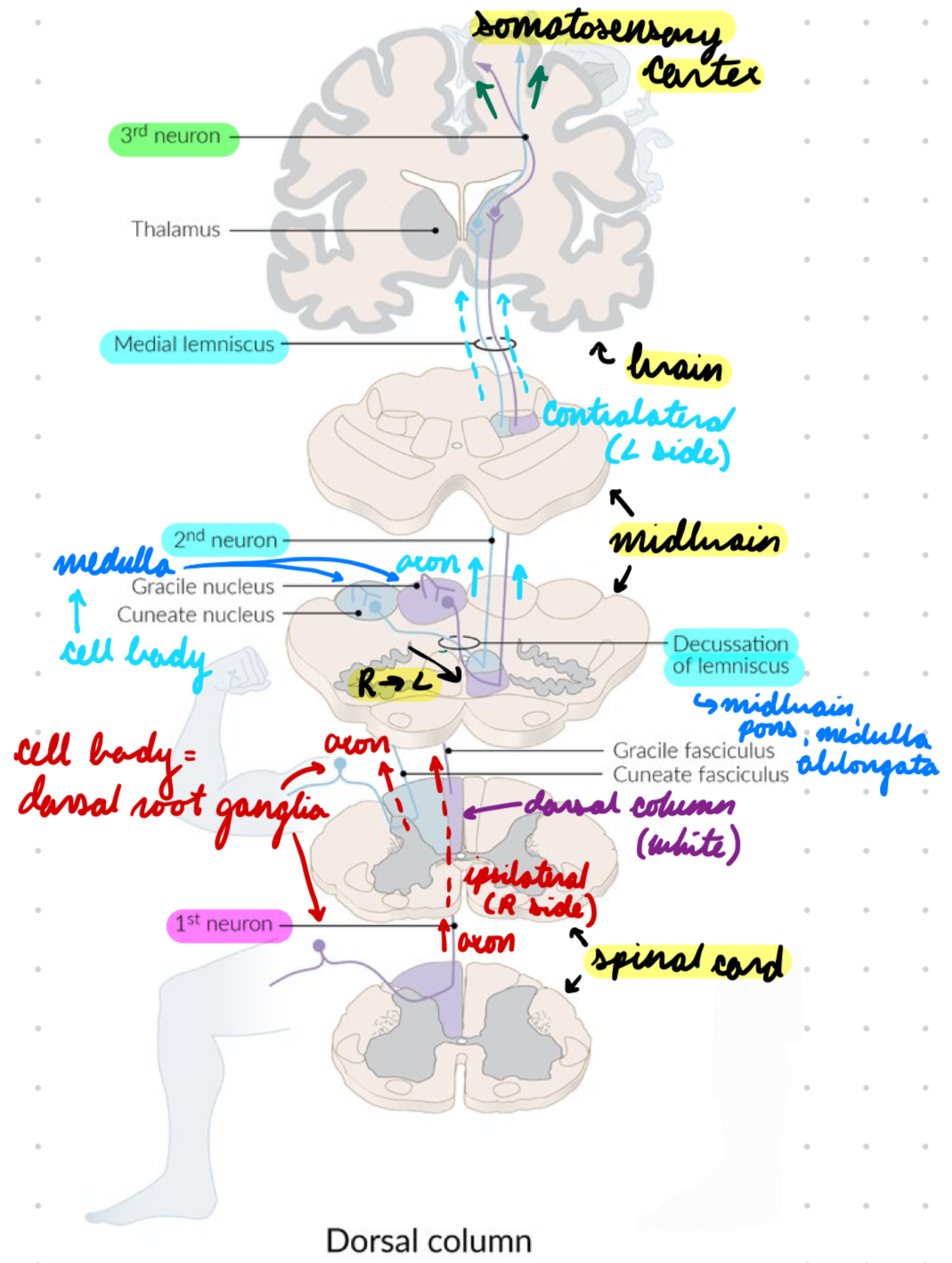 <p>Cell body in dorsal root ganglia</p><ul><li><p>Sensory nerve fibres</p></li></ul><p>Axons → Spinal cord dorsal column (white matter) → Ascend ipsilaterally to medulla oblongata</p>