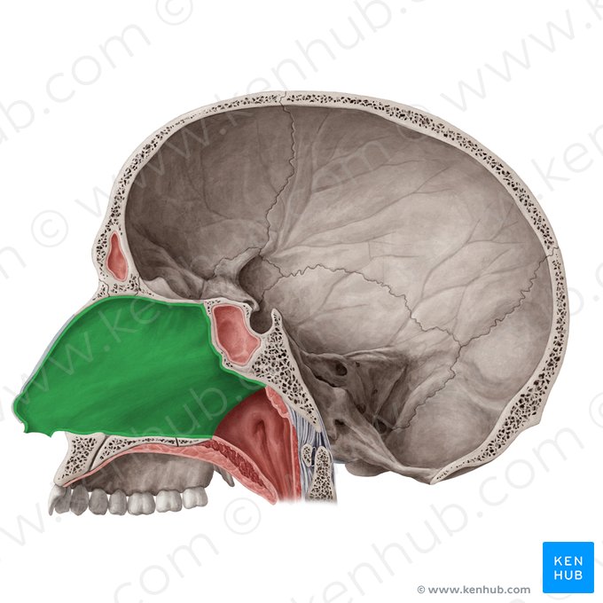 <p>orrsövény (paries medialis)</p>