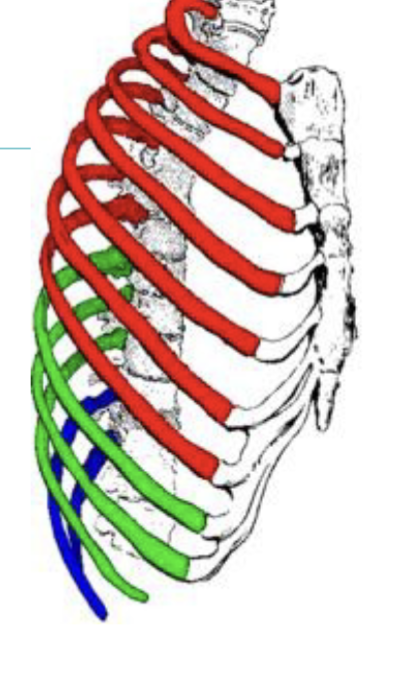 <p><span>Functie costae</span></p>