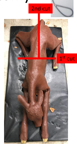 <ul><li><p>epidural + NSAID</p></li><li><p>try rotation or sharp turn of cow’s flank</p></li><li><p>traction </p></li><li><p>1st cut</p></li><li><p>2nd cut</p></li><li><p>thread wire into embryotome or pipe</p></li><li><p>attach wire to handles</p></li><li><p>muscles</p></li><li><p>once cut right through, grab 2 hind quarters + remove one at a time</p></li></ul><p></p>