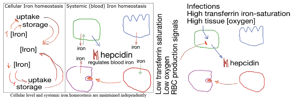 <p>Cellular homeostasis and blood/body iron homeostasis are maintained by…</p>