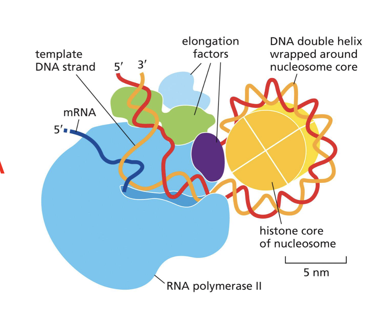 <p>elongation factors</p>