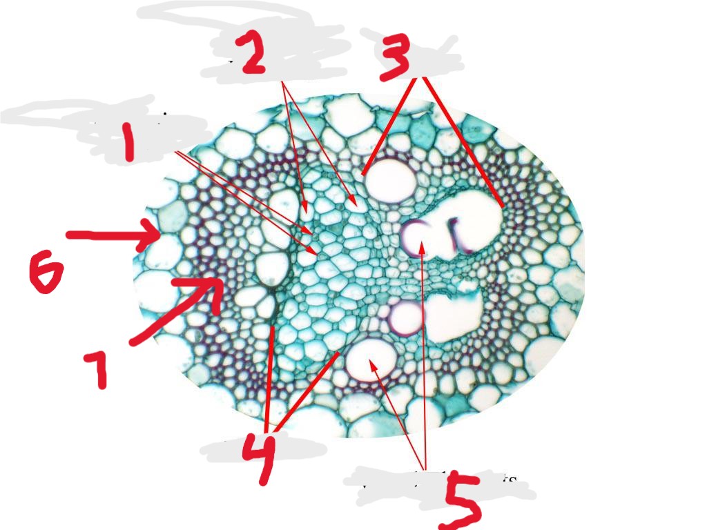<p>6</p>