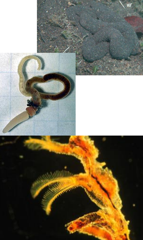 <p>Solitary and Colonial</p><p>Possess pouch like extension of digestive system; originally mistaken for a notochord</p><p>Cambrian - Recent (541-0 Ma)</p>