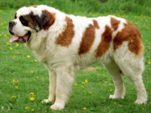 <p>welk type hond is dit</p>