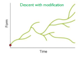 <ul><li><p>evolution of how species change over time</p></li><li><p>populations have variations in traits</p></li><li><p>differences in traits result in differences in reproduction</p></li><li><p>populations will resemble the most successful individuals of the previous generation</p></li></ul><p></p>