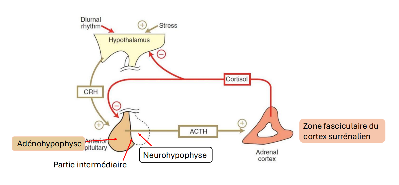 <p><strong>(hypothalamus-hypophyse-cortex surrénalien (</strong>la <strong>partie externe</strong> de la glande surrénale)</p><p>l’hypothalamus est influencé par le <span style="color: blue;"><strong>rythme circadien</strong></span> (cortisol + élevé le matin) et le <span style="color: blue;"><strong>stress</strong></span>.</p><p><strong>hypothalamus </strong>secrète du <span style="color: green;"><strong>CRH</strong></span> → stimule l’<strong>adénohypophyse</strong> qui secrète de<mark data-color="#ffffff" style="background-color: rgb(255, 255, 255); color: inherit;"> l’</mark><strong><mark data-color="#ffffff" style="background-color: rgb(255, 255, 255); color: inherit;">ACTH</mark></strong> → stimule le <strong>cortex surrénalien/glande surrénale</strong> → <span style="color: red;"><strong>prod cortisol</strong></span>.</p><p><strong><u>Feedback négatif</u></strong> du cortisol : Cortisol en excès inhibe la sécrétion de CRH par l’hypothalamus → évite la prod excessive du cortisol.</p><ul><li><p>agit sur l’hypothalamus → diminution de la CRH ;</p></li><li><p>et sur l’adénohypophyse → diminution de l’ACTH.</p></li></ul><p></p>