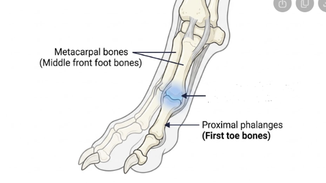 <p>Is located between the metacarpal bones (the middle  front foot) and the proximal phalanges (the first bones of the toes) </p>