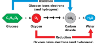 <p>a compound broken down to release energy</p><ul><li><p>electrons carry the energy</p></li><li><p>bonds are created by sharing of electrons and electrons released when bonds are broken</p></li></ul><p>glucose is the most common organic molecule/sugar to be broken down</p><ul><li><p>harvest energy via series of oxidation-reduction reactions</p><ul><li><p>oxidation: loss of electrons</p></li><li><p>reduction: gain of electrons</p></li><li><p>in terms of food, when glucose is broken down its oxidized and loses electrons and eventually will be fully oxidized to co2 and water will be produced thru aerobic respiration</p></li></ul></li></ul><p>transfer of electrons during chemical reactions releases energy stored in organic molecules</p><p>this released energy is ultimately used to synthesize ATP</p>