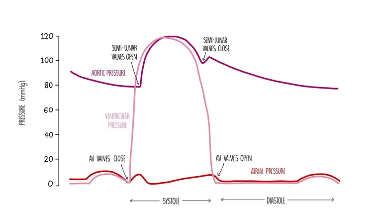 <ul><li><p>Semi-lunar valves close</p></li><li><p>Decreased pressure in veins and atria</p></li><li><p>Blood flows into atria</p></li></ul><p></p>