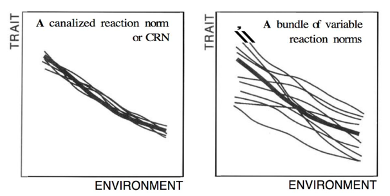 <ul><li><p><em>Evolution and phenotypic platicity are ot mutually exclusive (evolution can act on pp)</em></p></li></ul><ul><li><p class="MsoListParagraphCxSpMiddle"><span><em>Canalisation and phenotypic plasticity are not mutually exclusive</em></span></p></li></ul><p class="MsoListParagraphCxSpMiddle"><span><em>&nbsp;</em></span></p>