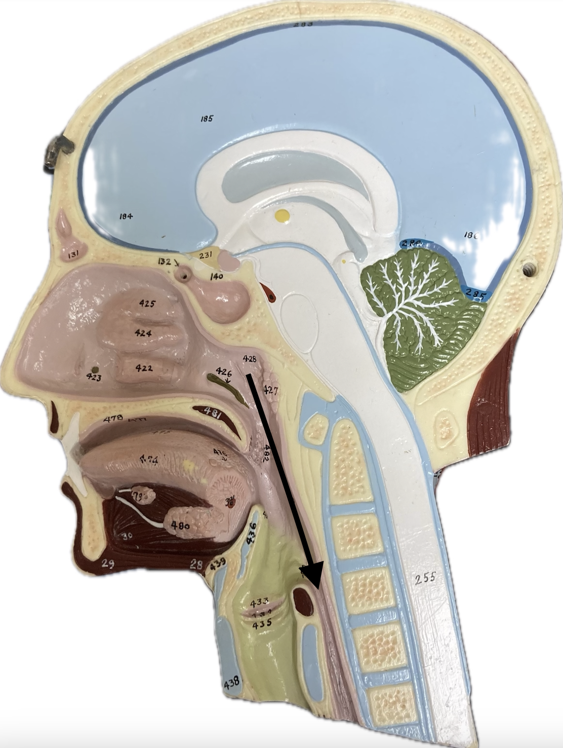 <p><span><span>Anatomical regions of the pharynx</span></span></p>
