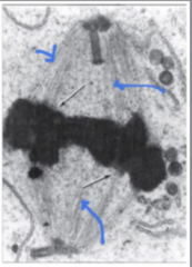 <p>Identify the specific structure</p>
