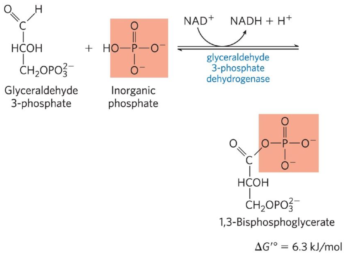 <p>Sixth reaction: Glyceraldehyde 3-phosphate (G3P) + Inorganic phosphate + NAD+ ←→ 1,3-Biphosphoglycerate (1,3-BPG) + NADH + H+</p><ul><li><p>Oxidation of G3P catalyzed by gluceraldehyde 3-phosphate dehydrogenase</p></li></ul><p></p>