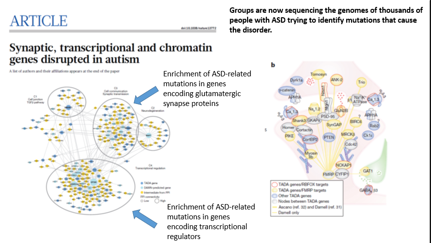 <p><span><strong>Groups are now sequencing the genomes of thousands of people with ASD trying to identify mutations that cause the disorder.</strong></span></p><p></p><p><span>Enrichment of ASD-related mutations in genes encoding glutamatergic synapse proteins</span></p><p></p><p><span>Enrichment of ASD-related mutations in genes encoding transcriptional regulators</span></p><p></p><p></p><p></p><p>100-200 genes that have a very high confidence roles </p><p></p><p>Biggest areas are in glutamatergic  synapse proteins </p><p>and transcription regulators </p><p></p><p><strong>Disruption of glutamatergic synapses is probably an important cause of autism</strong></p><p></p><p></p>