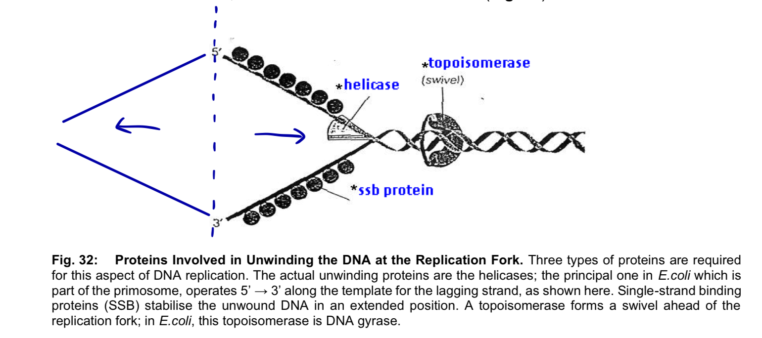 <ul><li><p>separate base pairs of parental DNA molecules so that both DNA strands can act as templates for the synthesis of daughter DNA strands</p></li><li><p>origin of replication - where separation initially occurs</p></li><li><p>3 proteins involved</p></li></ul><ol><li><p><mark data-color="purple" style="background-color: purple; color: inherit;">helicases</mark> (unwind and separate)</p></li></ol><ul><li><p>after initiation, helicase <strong>bind to one strand of the DNA molecule</strong></p></li><li><p>using <strong>ATP</strong> as energy source, helicases <strong>break the hydrogen bonds</strong> holding the two strands of DNA together = <strong>unwind</strong> the DNA double-helix and <strong>separates</strong> the parental DNA strands at the region of the replication fork</p></li><li><p>each of the 2 parental DNA strands serve as the <strong>template</strong> for the <strong>synthesis of a new DNA strand</strong></p></li></ul><ol start="2"><li><p><mark data-color="blue" style="background-color: blue; color: inherit;">single-strand DNA binding proteins</mark> (ssb proteins)</p></li></ol><ul><li><p>unwound single-stranded portion of the DNA double-helix is temporarily <strong>stabilised</strong> by the binding of <strong>single-strand DNA-binding proteins</strong></p></li><li><p><strong>prevents</strong> the single-stranded (ss) DNA from <strong>re-annealing</strong> to reform the duplex</p></li><li><p>keeps the two parental strands in the appropriate single-stranded condition to act as <strong>template</strong></p></li><li><p><strong>protects</strong> the <strong>ssDNA</strong>, which is very <strong>unstable</strong>, from being <strong>degraded</strong></p></li></ul><ol start="3"><li><p><mark data-color="red" style="background-color: red; color: inherit;">topoisomerases</mark></p></li></ol><ul><li><p>unwinding causes <strong>tighter twisting/supercoiling </strong>ahead of the replication fork, resulting in <strong>tension/torque </strong></p></li><li><p>topoisomerases <strong>cleave a strand </strong>of the helix to create a <strong>transient single-stranded nick </strong></p></li><li><p><strong>relieves strain</strong> on the DNA molecule by allowing <strong>free rotation (swiveling)</strong> around the intact strand, and then<strong> reseal the broken strand </strong></p></li></ul><p></p><p></p>