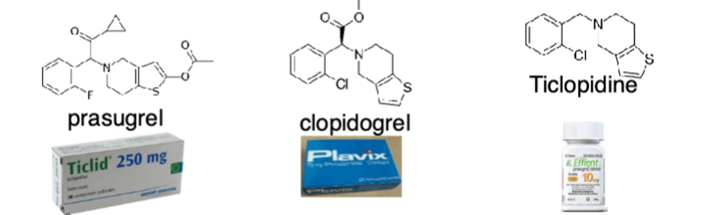 <p>• Antiplatelet</p><p>• MOA: Prevents binding of ADP to the P2Y12 receptor to prevent ADP-mediated platelet aggregation; irreversible by forming a disulfide bridge with P2Y12 with a thiol and locking in an "inactive state"</p><p>• Absorption: Oral, 50% bioavailability</p><p>- Loading doses used in setting of ACS</p><p>• Metabolism: Prodrug: Requires hepatic activation via CYP; two-step process Hydrolysis</p><p>• Excretion: Metabolites excreted in urine and feces</p><p>• T1/2: 6 hours; platelet inhibition is 5 - 7 days so hold for 7 days if in need of surgery</p><p>• Monitoring: No laboratory monitoring; s/sx of bleeding</p><p>• Indication: ACS; secondary prevention of ACS (use for patients with an ASA allergy) </p>