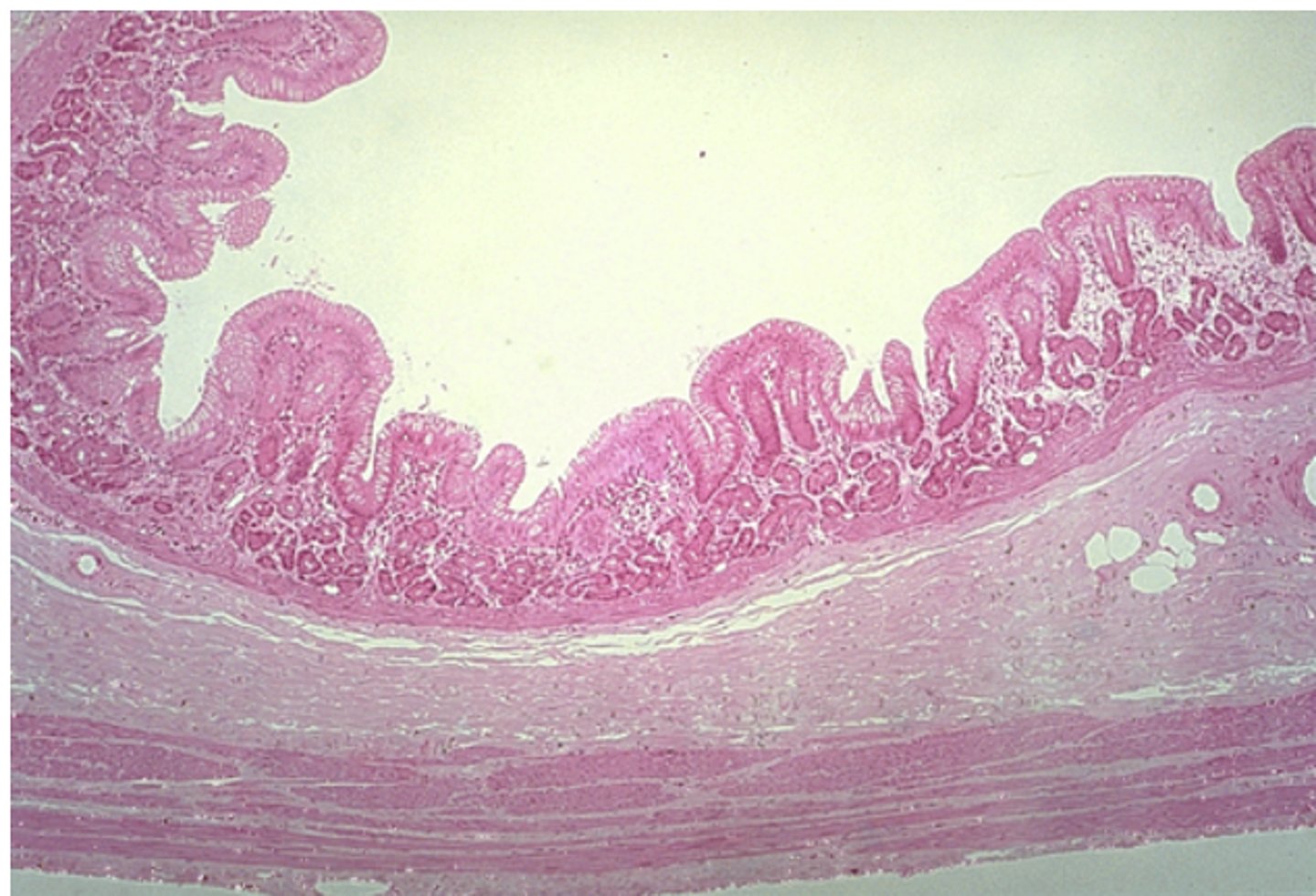 <p>Identify the organ</p>