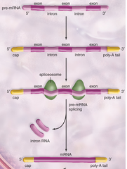 <p>Exons</p>