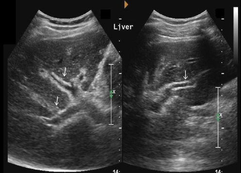 <p>Identify this image. </p>