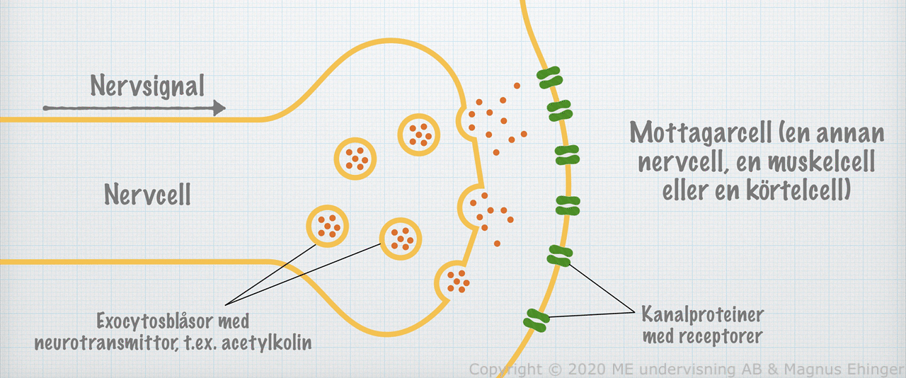 <p><span style="background-color: transparent;">När en impuls når nervändslutet kan den inte fortsätta direkt till nästa cell eftersom det finns ett litet mellanrum mellan cellerna. Detta mellanrum kallas synapsspalten. Här sker alltså ingen direkt elektrisk kontakt mellan cellerna, istället omvandlas signalen till en kemisk signal.</span></p><ol><li><p><span style="background-color: transparent;">När den elektriska impulsen når nervändslutet får det små blåsor, synaps vesiklar, att släppa ut signalämnen (neurotransmittorer) i synapsspalten på det presynaptiska membranet. Dessa molekyler sprider sig över det lilla mellanrummet tills de når den målcellens postsynaptiska membran.</span></p></li><li><p><span style="background-color: transparent;">Där binder de till särskilda mottagarmolekyler, receptorer. Målcellens elektriska egenskaper påverkas, vilket i sin tur kan leda till att en ny elektrisk signal uppstår i den cellen. Förändringen av membranpotentialen kallas en synapspotential och kan antingen stimulera eller hämma den elektriska impulsen till målcellen.</span></p></li></ol><p></p>