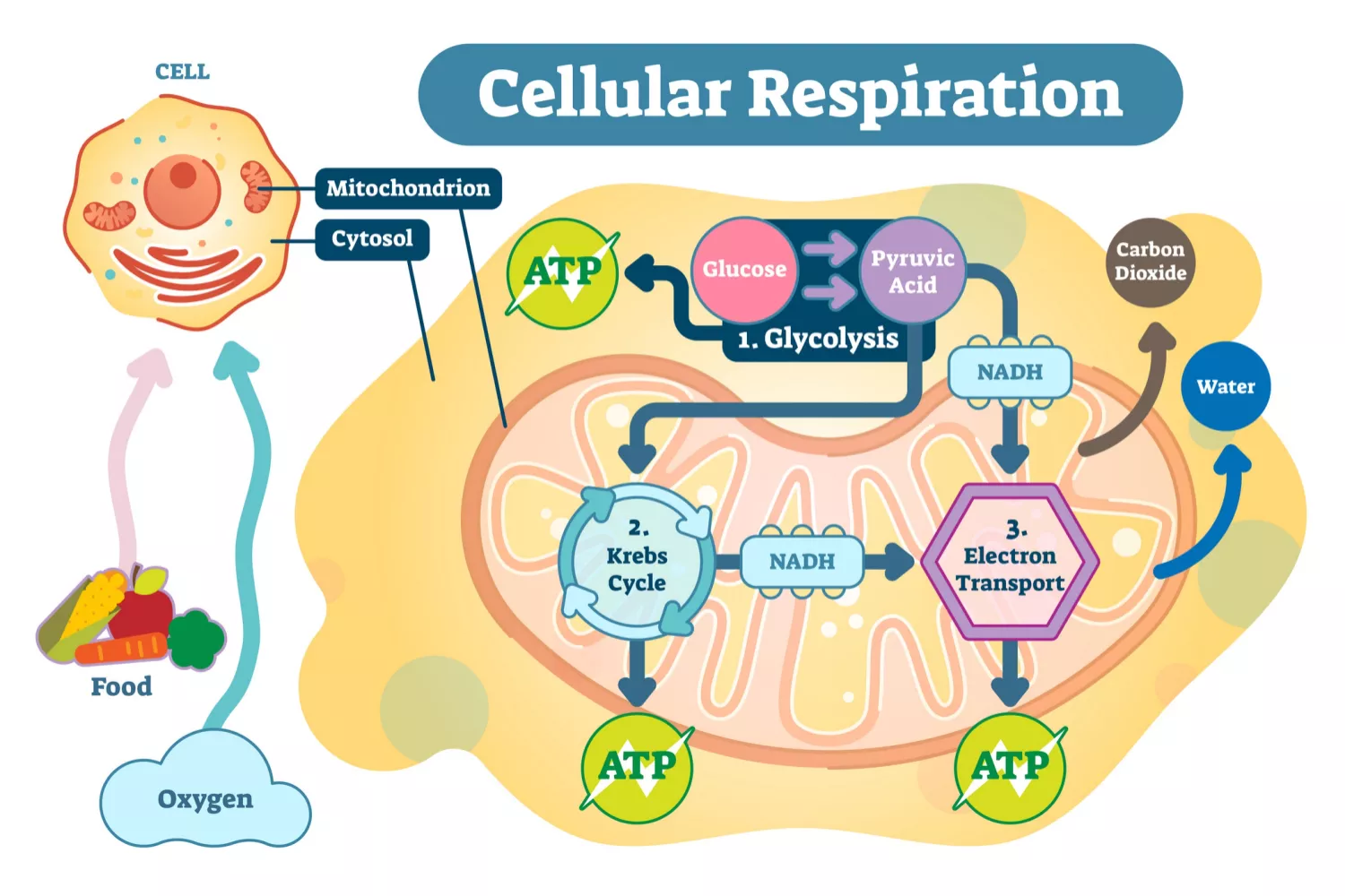 <ul><li><p><strong>OCCURS IN MITO</strong></p></li><li><p>glucose and oxygen go into cell - reactants</p></li><li><p>1) <u>Glycolysis</u></p><ul><li><p><u>g</u>lucose creates pyruvic acid</p></li><li><p>pyruvic acid goes to krebs cycle and make NADH</p></li></ul><p>2) <u>Krebs Cycle</u></p><ul><li><p>input: pyruvic acid</p></li><li><p>krebs release ATP and make NADH</p></li></ul><p>3) <u>ETC/oxidative phosphorylation</u></p><ul><li><p>input: NADH from krebs and pyruvic acid </p></li><li><p>release ATP, carbon dioxide, and water</p></li></ul></li></ul><p></p>