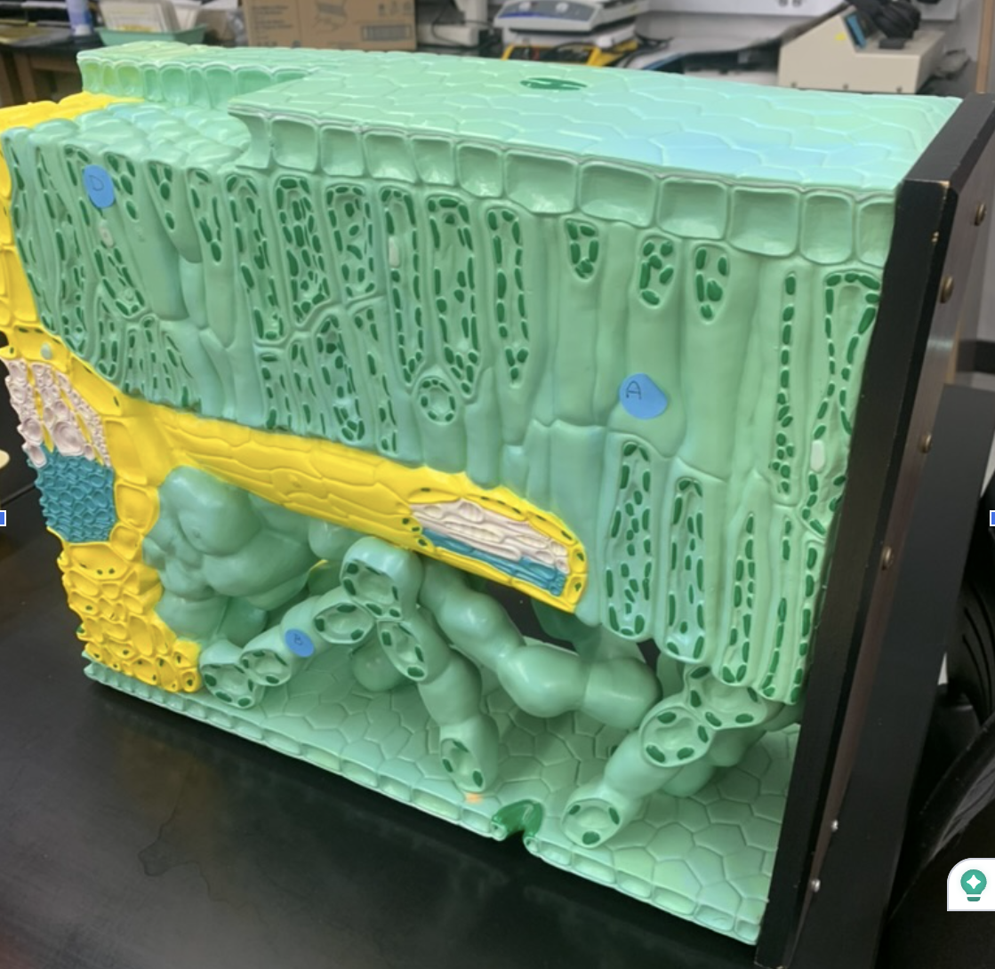 <p>What are the loosely packed cells under the yellow?</p>