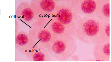 <p><span> Not a phase of mitosis<br>• The most common state to find a cell<br>• Round, homogenous nucleus, nucleoli may<br>be present</span></p>