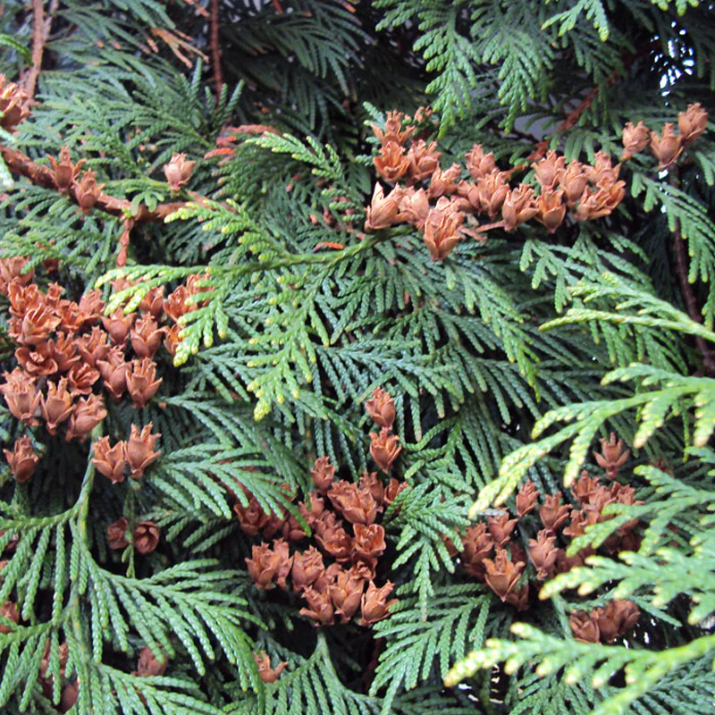 <p>Thuja plicata </p>