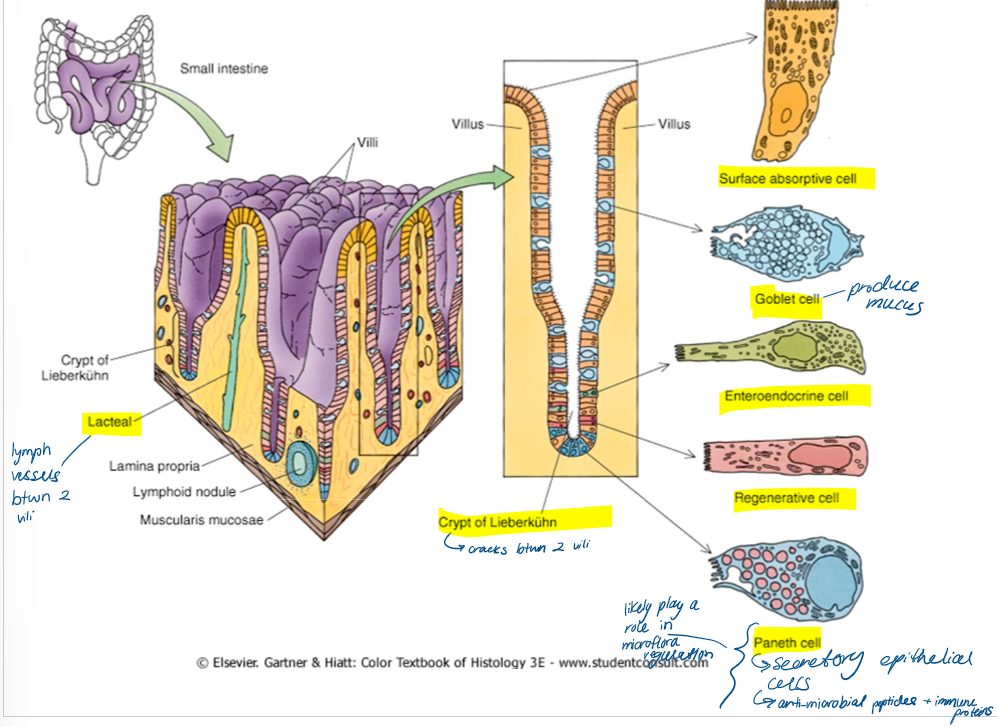knowt flashcard image
