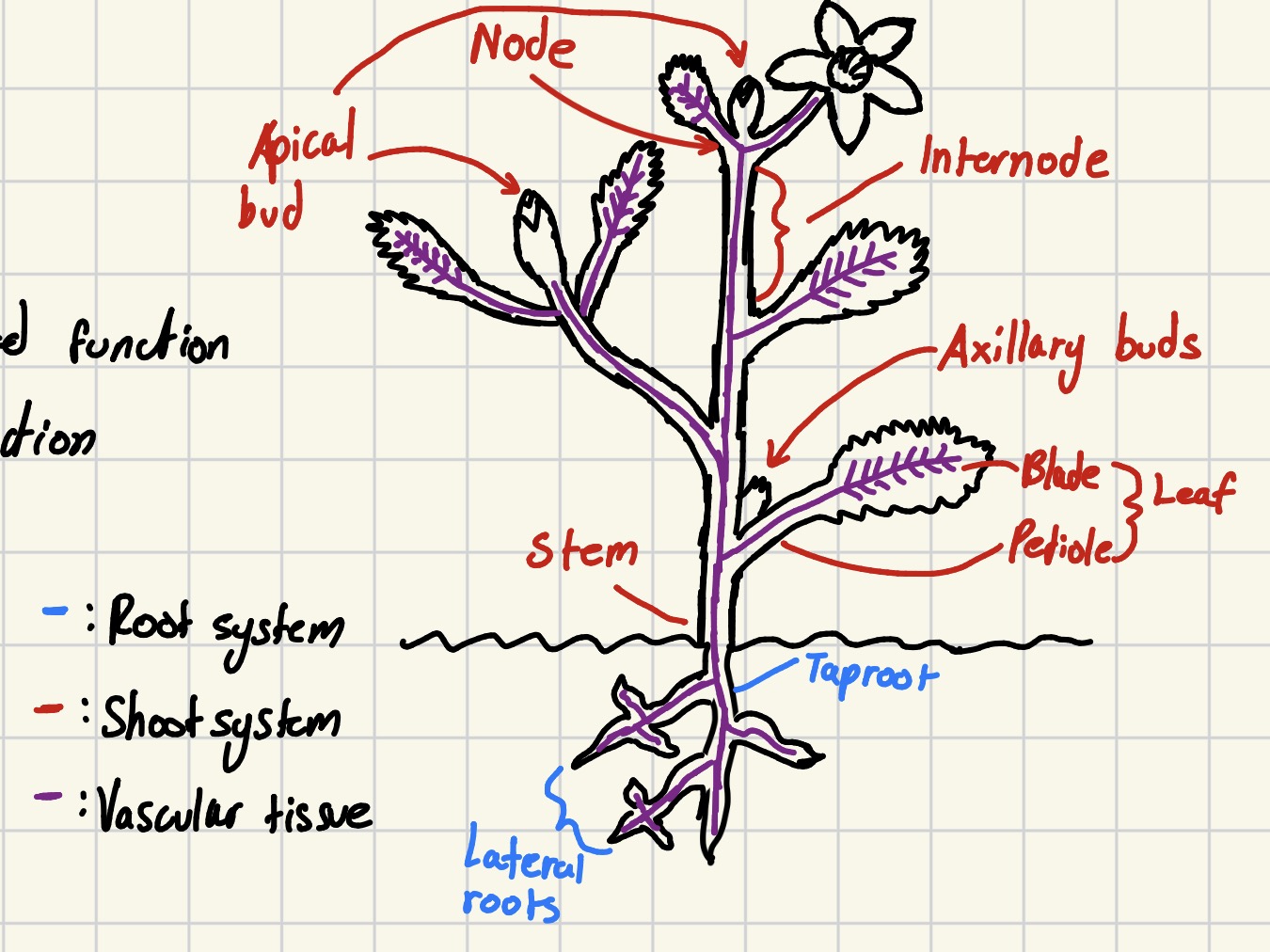 knowt flashcard image