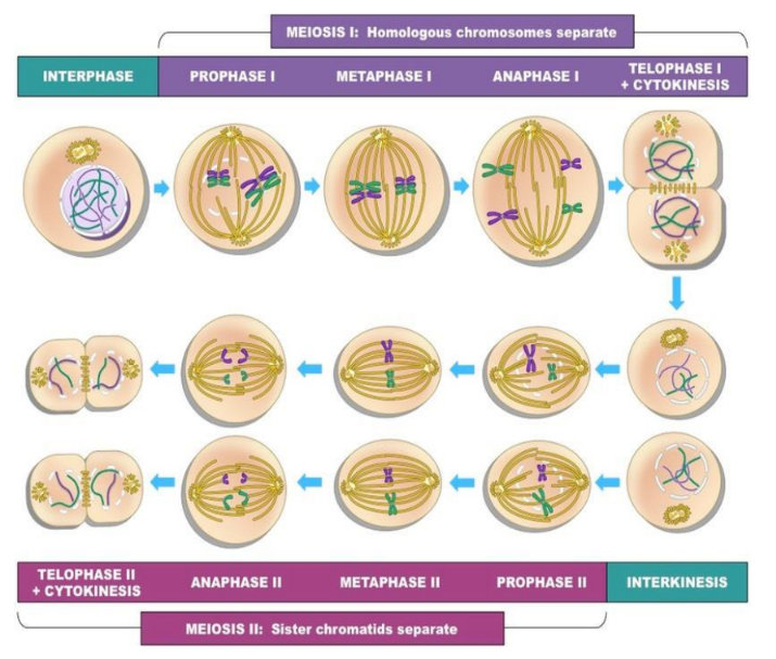<p>What separates in meiosis I?</p>