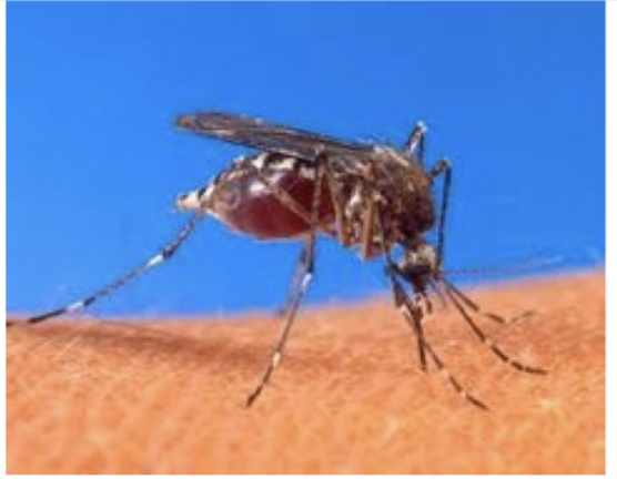 <p>One organism benefits and the other is harmed</p>