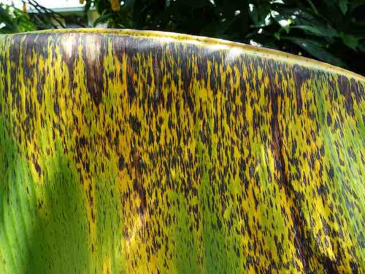 <p>Fungal infectious disease that affects bananas.</p><p>- Causes leaf spots, reducing photosynthesis</p><p>- Diagnosed through lower yield of fruit</p><p>- Treated with fungicide</p>