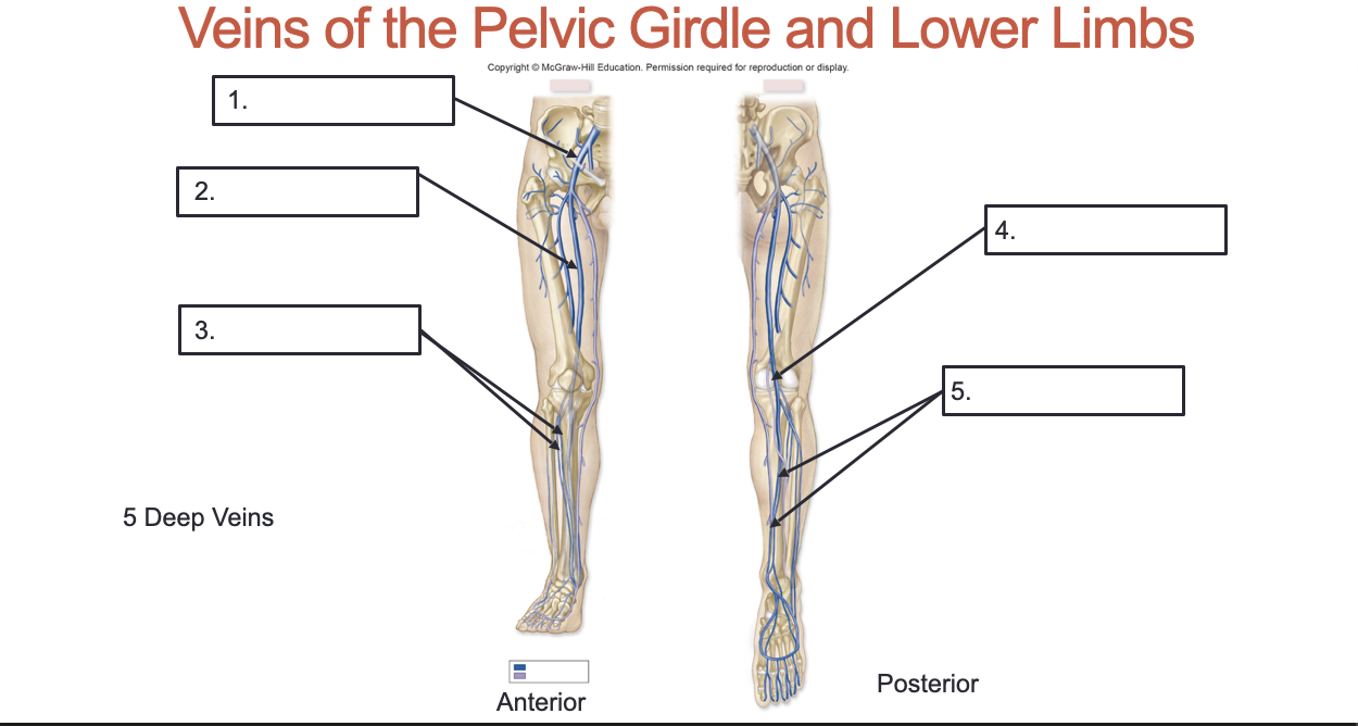 <p>Label these veins of the pelvic girdle and lower limbs:</p>