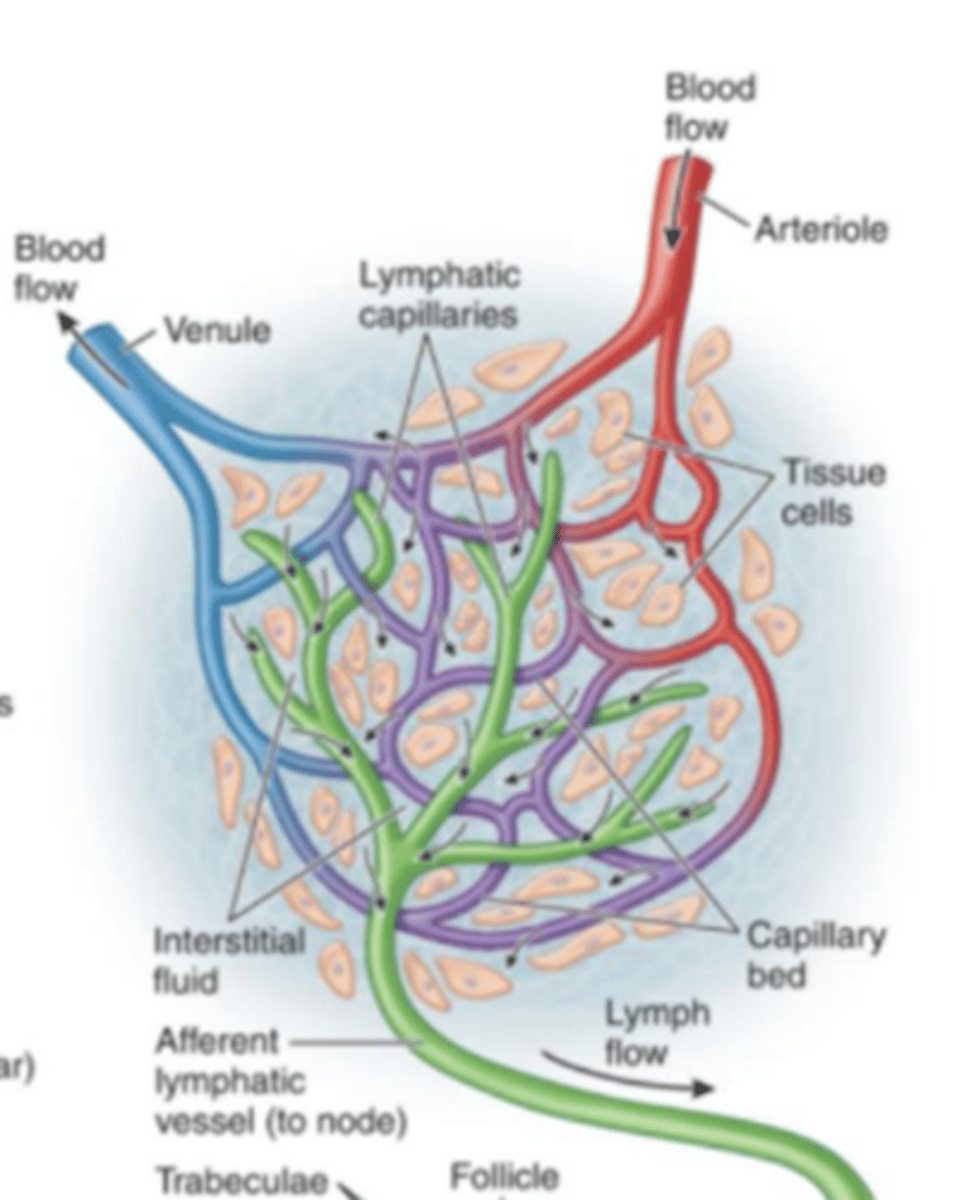 <p>large vessels with valves, which collect and carry lymph to lymph nodes from the Lymphatic capillaries.</p>