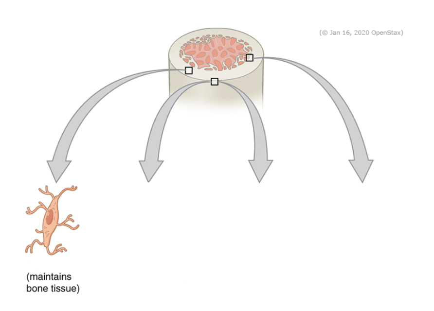 <p>what is the cell in the image and its function</p>