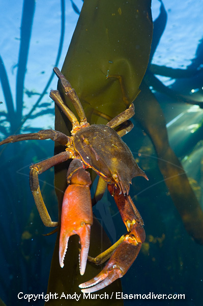 <p>Kelp crab</p>
