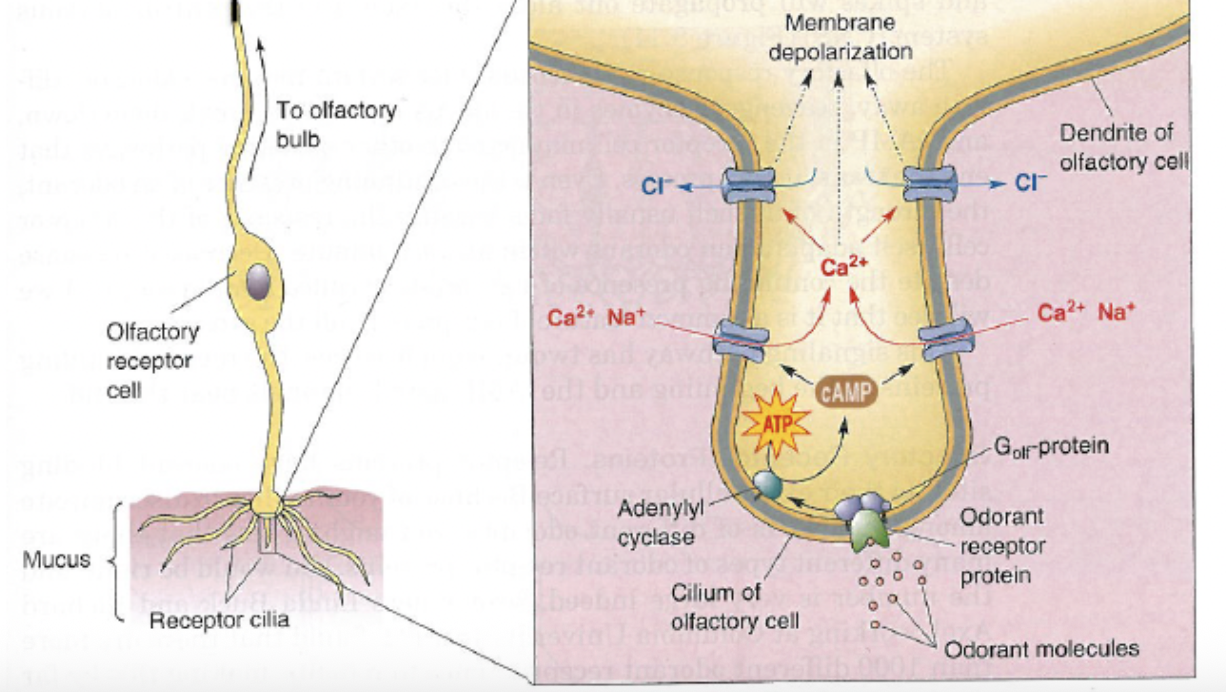 <ol><li><p>Chemicals are inhaled (<strong><mark data-color="green" style="background-color: green; color: inherit;">odorants</mark></strong>) in a gaseous state</p></li><li><p>Odorants dissolve into the <mark data-color="yellow" style="background-color: yellow; color: inherit;">mucus lining the olfactory epithelium</mark></p></li><li><p>Odorant binds to <mark data-color="purple" style="background-color: purple; color: inherit;">olfactory receptor cell (</mark><mark data-color="green" style="background-color: green; color: inherit;">chemoreceptor</mark><mark data-color="purple" style="background-color: purple; color: inherit;">)</mark> dendrite’s <strong><mark data-color="purple" style="background-color: purple; color: inherit;">cilia</mark></strong></p></li><li><p>Second messenger activated</p></li><li><p>Second messenger opens <mark data-color="green" style="background-color: green; color: inherit;">Na+ &amp; Ca2+ channels</mark></p></li><li><p>Na+ &amp; Ca2+ flood the olfactory receptor cell</p></li><li><p>Na+ &amp; Ca2+ entry leads to opening of <em><u><mark data-color="green" style="background-color: green; color: inherit;">calcium-activated chloride channels</mark></u></em></p></li><li><p><mark data-color="green" style="background-color: green; color: inherit;">Cl-</mark> leaves the cell</p></li><li><p>Cell <strong><mark data-color="blue" style="background-color: blue; color: inherit;">depolarises</mark></strong> from high membrane potential (Na+ &amp; Ca+ enter, Cl- exits), leading to an action potential</p></li></ol><p></p>