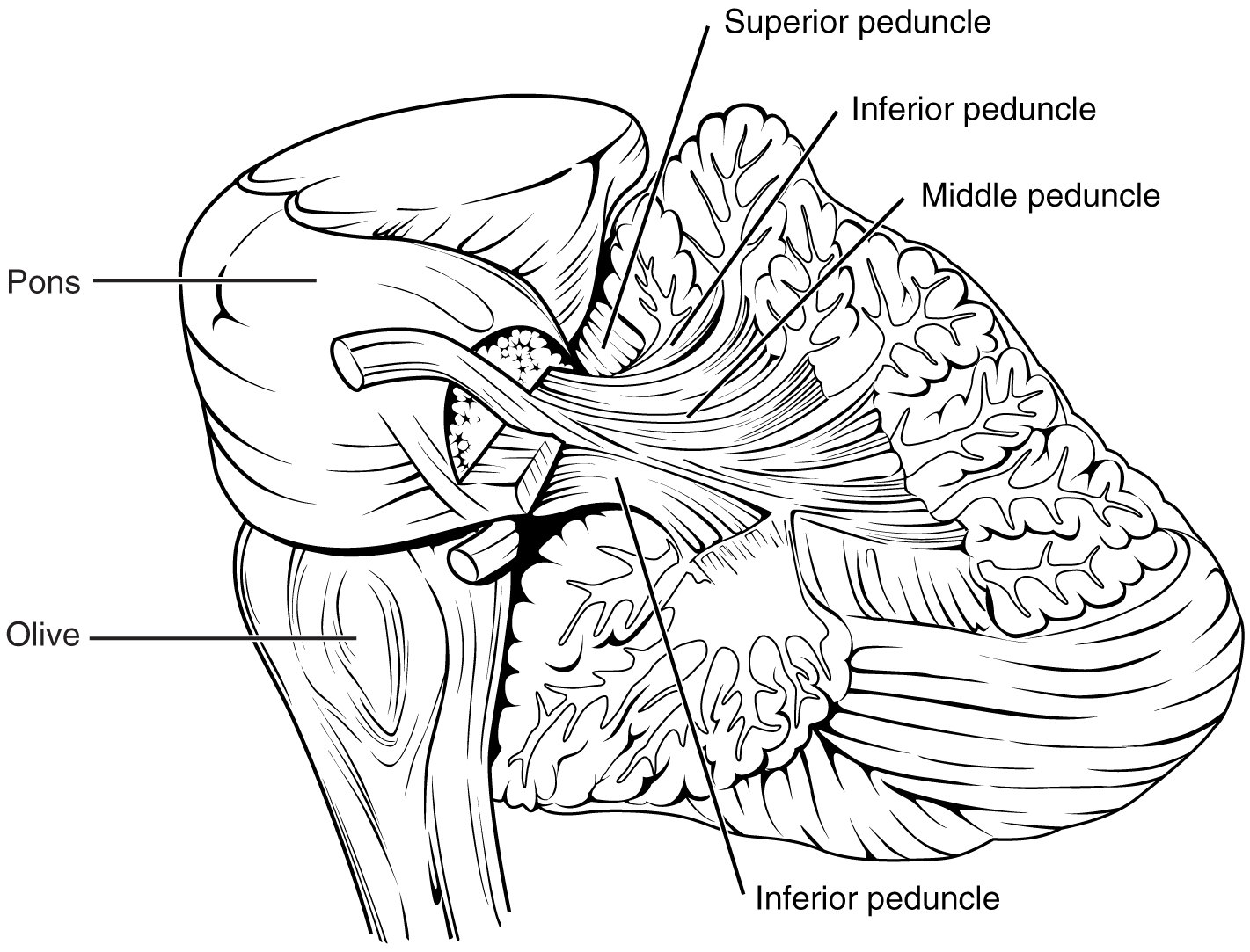<ul><li><p><span><strong><mark data-color="#5b5858" style="background-color: rgb(91, 88, 88); color: inherit;">Cerebral peduncles</mark></strong> = the two big motor “stalks” on the front (ventral) midbrain carrying major descending motor tracts</span></p></li><li><p><span><strong><mark data-color="#524f4f" style="background-color: rgb(82, 79, 79); color: inherit;">Between them:</mark></strong> the interpeduncular fossa </span></p></li></ul><p></p>