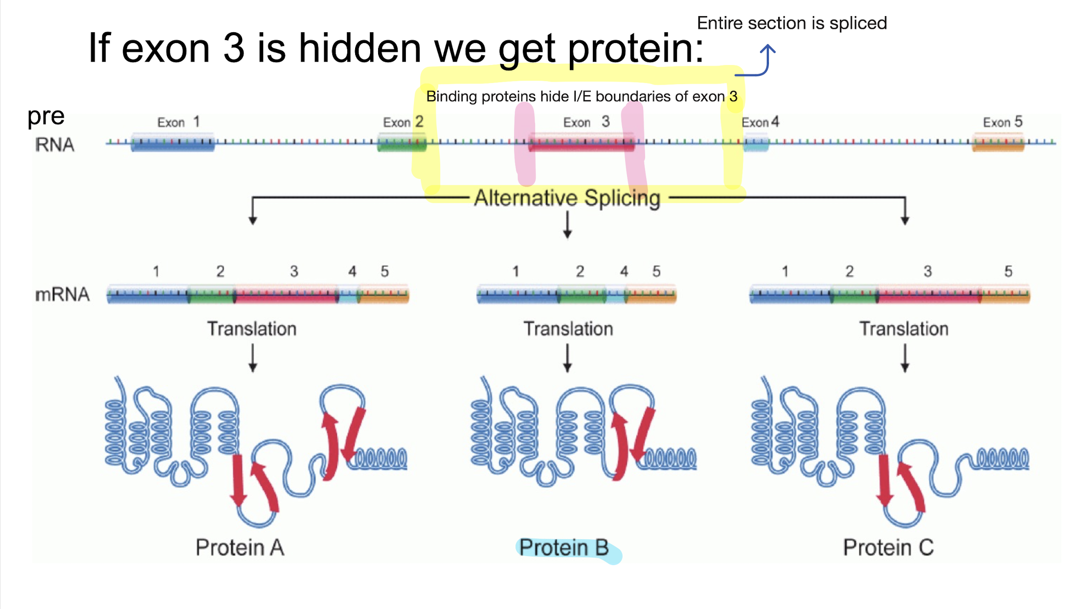 <p>RNA binding proteins will hide specific splice sites on pre-RNA marked by splicing factors, which will cause certain exons to be included in the intron boundaries that get removed from the mature mRNA. Different orientations of binding proteins will lead to different proteins</p>