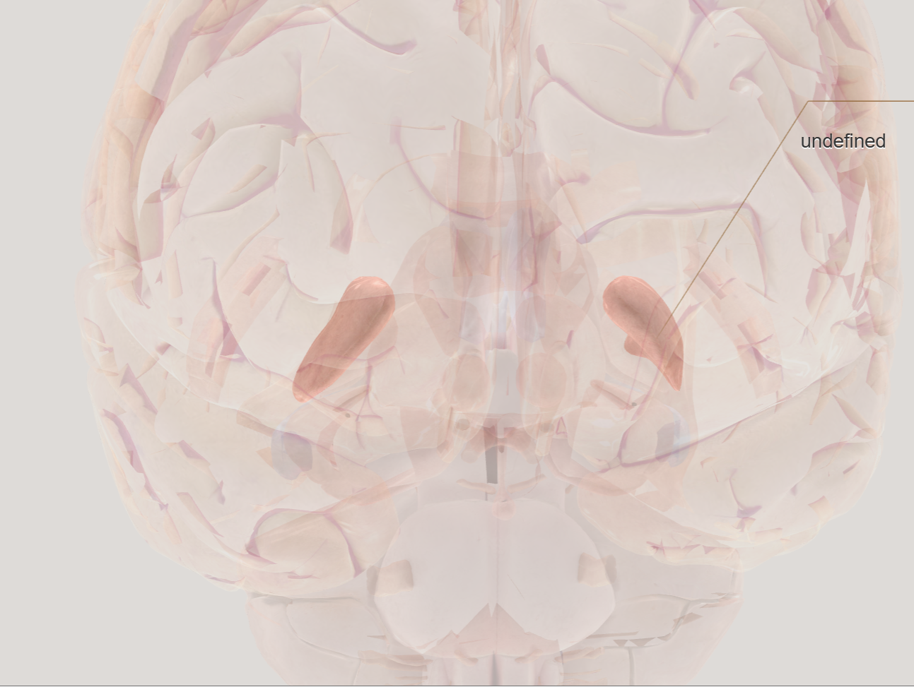 <p>outside of globus pallidus</p>