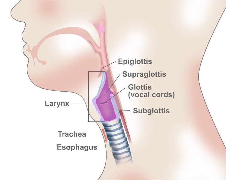 <ul><li><p>Produces voice (voice box)</p></li><li><p>Epiglottis is located here</p></li></ul><p></p>