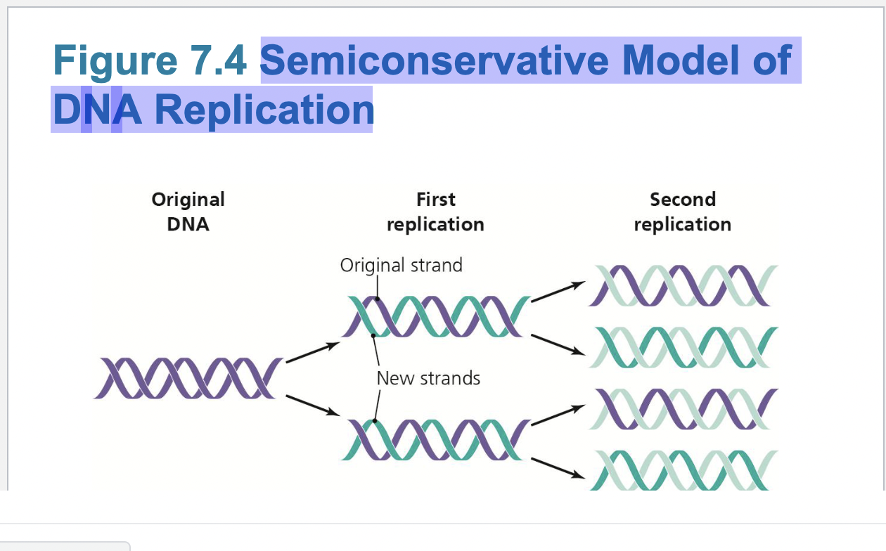 <p>Enzymes and DNA replication</p>