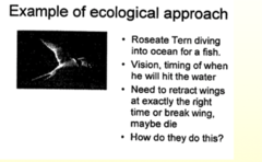 <p>- How we detect information in our environment that is relevant to our actions and how we use this information to control our movements. The ability to use perceptions to guide action emerges early in life.</p><p>- Perception of environment can drive movement </p><p>- For example: by 15 weeks of age infants do not automatically reach for every object that passes by, but instead they are able to use perceptions related to velocity to determine in advance whether or not they can catch a ball </p><p>- This view was expanded by students of Gibson and became known as the ________________</p><p>- Motor control evolved so that animals could cope with the environment around them, moving in it effectively in order to find food, run away from predators, build shelter, and even play</p><p>- What was new about this approach? It was really the first time that researchers began focusing on how actions are geared to the environment. </p><p>- Actions require perceptual information that is specific to a desired goal-directed action performed within a specific environment. The organization of action is specific to the task and the environment in which the task is being performed. Whereas many previous researchers had seen the organism as a sensory/motor system, Gibson stressed that it was not sensation per se that was important to the animal, but perception. Specifically, what is needed is the perception of environmental factors important to the task. He stated that perception focuses on detecting information in the environment that will support the actions necessary to achieve the goal. From an ecological perspective, it is important to determine how an organism detects information in the environment that is relevant to action, what form this information takes, and how this information is used to modify and control movement </p><p>- This perspective has broadened our understanding of nervous system function from that of a sensory/motor system, reacting to environmental variables, to that of a perception/action system that actively explores the environment to satisfy its own goals</p><p>*Limitations: Although this has expanded our knowledge significantly with regard to the interaction of the organism and the environment, it has tended to give less emphasis to the organization and function of the nervous system that led to this interaction. Thus, the research emphasis has shifted from the nervous system to the organism/environment interface.</p><p>*Clinical Implications: A major contribution of this view is in describing the individual as an active explorer of the environment. The active exploration of the task and the environment in which the task is performed allows the individual to develop multiple ways to accomplish a task. Adapt-ability is important not only in the way we organize movements to accomplish a task, but also in the way we use perception. An important part of intervention is helping the patient explore the possibilities for achieving a functional task in multiple ways.</p><p>- The ability to develop multiple adaptive solutions to accomplishing a task requires that the patient explore a range of possible ways to accomplish a task and discover the best solution, given his or her set of limitations</p>