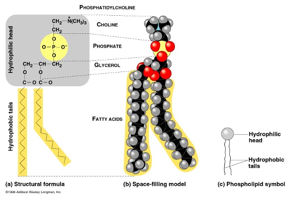 <p>Amphiphilic lipid composed of a</p><ul><li><p>phosphate group head: hydrophilic</p></li><li><p>a glycerol as a link</p></li><li><p>2 fatty acids tails: one saturated and one unsaturated (w/ kink b/c of double bond)</p><ul><li><p>hydrophobic</p></li></ul></li></ul><p>→ third fatty acid of triglyceride becomes phosphate group here</p><p>form biological membranes: phospholipid bilayer of cell membranes!!!</p><p></p>