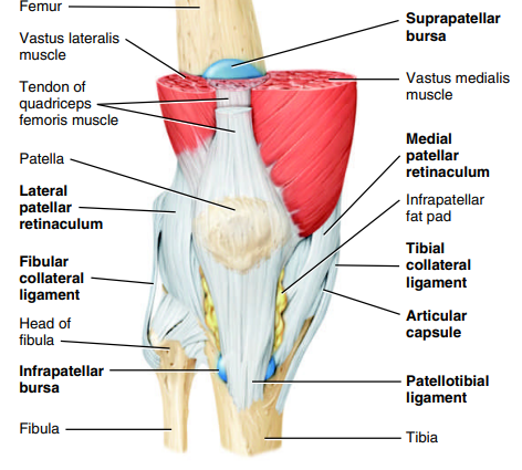 <p>Knee Joint: Articular Capsule</p>