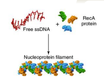 <p>Binds ssDNA &amp; forms a nucleoprotein filament that allows DNA strand invasion and recombination</p>