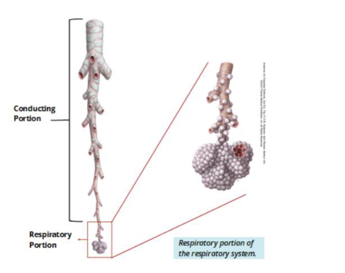 <ul><li><p>one cell layer thick</p><ul><li><p>gases are able to cross easily </p></li></ul></li></ul><p></p>