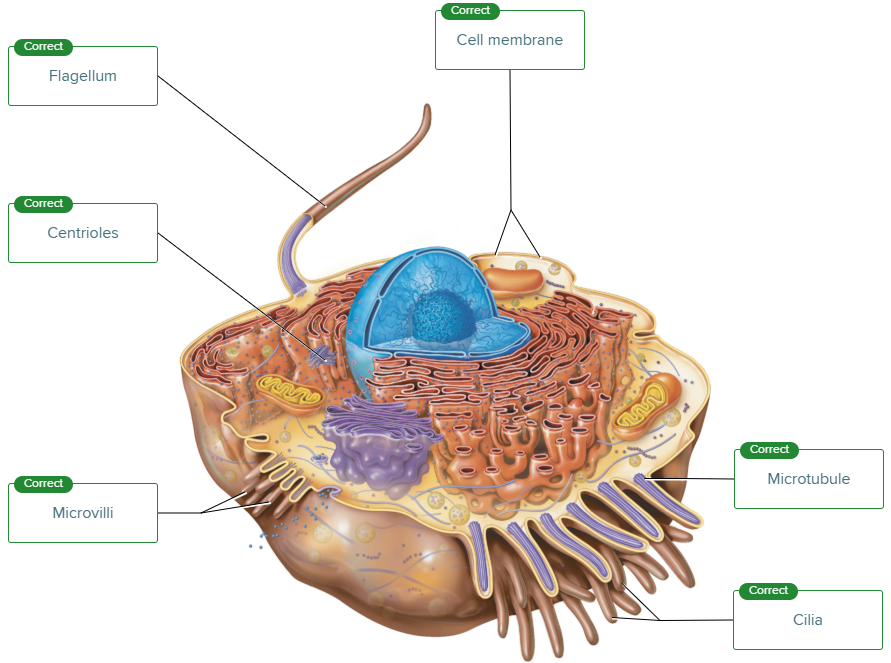 <p>moves substances across the cell surface</p>